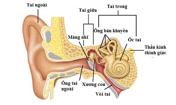 cấu tạo của tai và ống tai